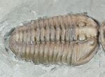 Pair Of Prone Flexicalymene Trilobites In Shale - Ohio #52204-2